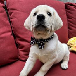 Boy 3 - Yellow male Labrador Retriever puppy in Holly Springs, North Carolina from Winter Creek Labradors