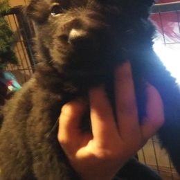 German Shepherds from Keith's German Shepherds