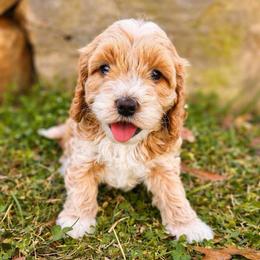 Perdy - Parti female Goldendoodle puppy in Columbia, South Carolina from Glittering Grace Goldendoodles