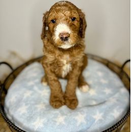 Thumper - Red  Goldendoodle puppy in Houston, Texas from Golden Life Doodles
