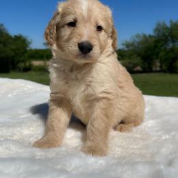 Bear - Yellow and white male Bernedoodle puppy in Osage City, Kansas from Golden Ridge Goldens