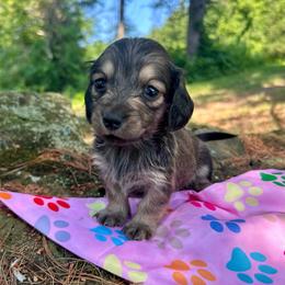 Juniper - Cream female Dachshund puppy in Coeymans Hollow, New York from Dachshunds of the Hollow