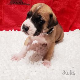 Great Dane Puppies from Windy Ridge Danes
