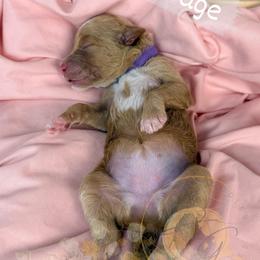 Sage - Apricot female Goldendoodle puppy in Murrieta, California from Apricot Poodles & Goldendoodles, LLC