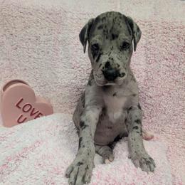 Maddie - Merle female Great Dane puppy in Brooksville, Florida from Follow My Lead Great Danes