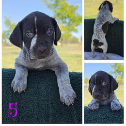 German Shorthaired Pointer Puppies from Vladimir Nikolayev