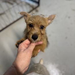 Jeff - Red male Norwich Terrier puppy in Blountville, Tennessee from Parker Place  Puppies (Mini schnauzers and Norwich Terriers)
