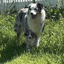 Australian Shepherd Puppies from Bedtime Story Australian Shepherds