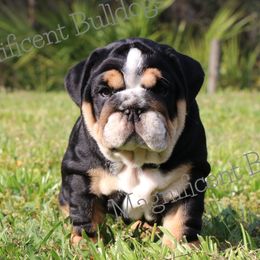 Bulldog Puppies from Magnificent Bulldogs