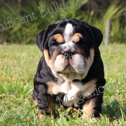 Bulldog Puppies from Magnificent Bulldogs