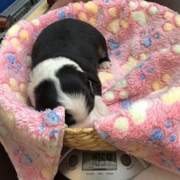 Miniature Australian Shepherd Puppies from Bline's Awesome Aussies