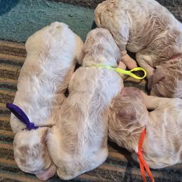 4th pick female - Parti female Goldendoodle puppy in San Antonio, Texas from Sagebrush Labradors and Doodles
