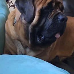 Mastiffs from B & B English Mastiffs