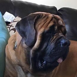 Mastiffs from B & B English Mastiffs