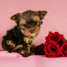 Yorkshire Terrier Puppies from Lady A's Yorkies