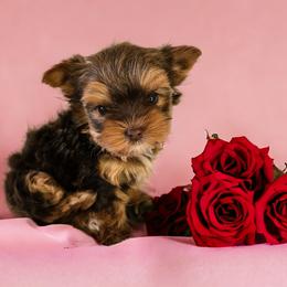Yorkshire Terrier Puppies from Lady A's Yorkies