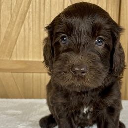 Charlie - Chocolate Australian Labradoodle puppy in Wewahitchka, Florida from Stony Brook Australian Labradoodles, LLC