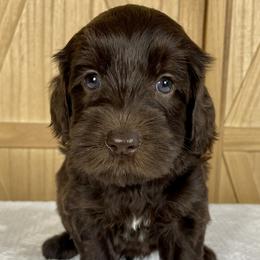 Charlie - Chocolate Australian Labradoodle puppy in Wewahitchka, Florida from Stony Brook Australian Labradoodles, LLC