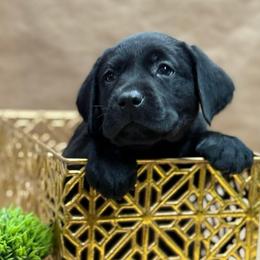 Beorn - Black male Labrador Retriever puppy in Isle, Minnesota from Dog Ear Outfitters