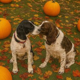 English Springer Spaniel puppies from Farm Fresh Labradors & English Springers