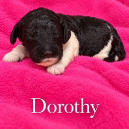 Dorothy - Parti female Poodle puppy in Washington, Pennsylvania from Patriotic Poodles