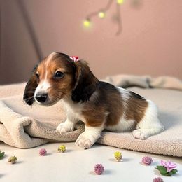 Chihuahua and Dachshund Puppies from Little Pawz, LLC