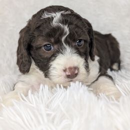 Aussiedoodle, Bernedoodle, Cavapoo, Goldendoodle, Poodle, and Sheepadoodle Puppies from Southern Utah Doodles & Poodles