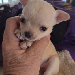 Tiny Cream Girl - Cream female Chihuahua puppy in Cape Coral, Florida from Inspired Chihuahuas