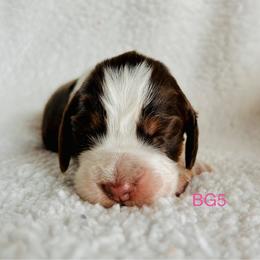 BG5 - Tri-Roan female English Springer Spaniel puppy in Britton, South Dakota from K&S Canines