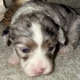 Jade - Blue merle female Aussiedoodle puppy in Arrington, Tennessee from Tumblin T Aussies and Aussiedoodles