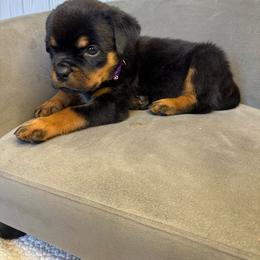 Purple girl - Black and mahogany female Rottweiler puppy in Reno, California from VHF