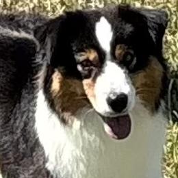 Miniature Australian Shepherds from Rivermede  Miniature American Shepherds