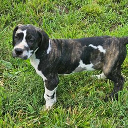 Michael - Harlequin male Great Dane puppy in Gastonia, North Carolina from Stonebrook Gentle Giants