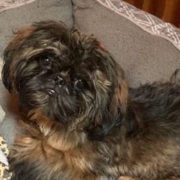 Swagger - Shih Tzu