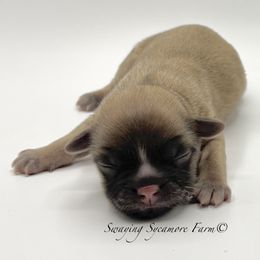 Brindle Male - Brindle male Shih Tzu puppy in Crawfordsville, Indiana from Swaying Sycamore Farm