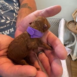 Katie - female Poodle puppy in Olympia, Washington from Che Bella Amore Lagotti
