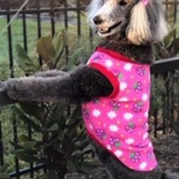 Poodles from Lifestyle Standard Poodles
