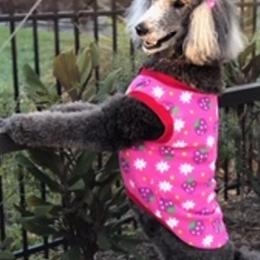 Poodles from Lifestyle Standard Poodles