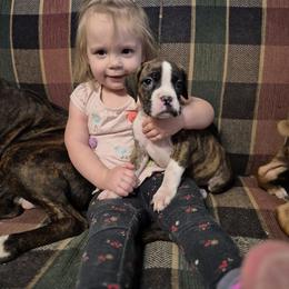 Boxer and French Bulldog Puppies from Jenks Boxers