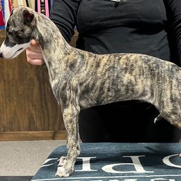 Girl 1 - Whippet puppy in Chatfield, Minnesota from Devlynn Whippets