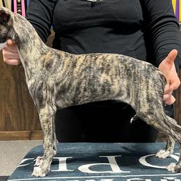 Girl 1 - Whippet puppy in Chatfield, Minnesota from Devlynn Whippets