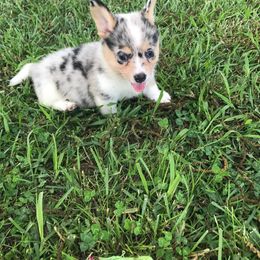 American Corgi and Pembroke Welsh Corgi Puppies from Lonesome Boone Corgis