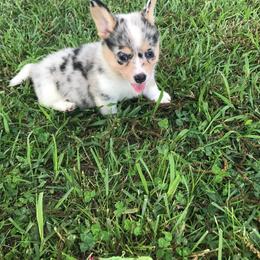 American Corgi and Pembroke Welsh Corgi Puppies from Lonesome Boone Corgis