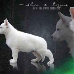 "Photo by Taylor Gracie 💚" Berger Blanc Suisse Puppies from Von Tasz White Shepherds