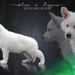 "Photo by Taylor Gracie 💚" Berger Blanc Suisse Puppies from Von Tasz White Shepherds