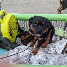 Rottweiler Puppies from Alpha Co. Rottweilers