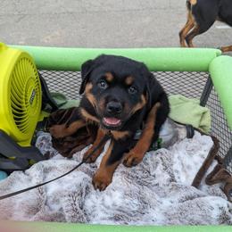 Rottweiler Puppies from Alpha Co. Rottweilers