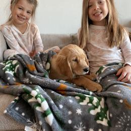 Golden Retriever Puppies from Graceful Goldens