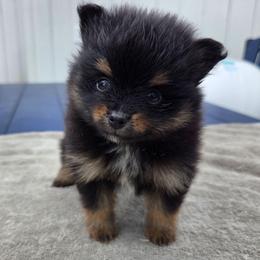Olive - Tri-colored female Pomeranian puppy in New Lenox, Illinois from Illinois Poms