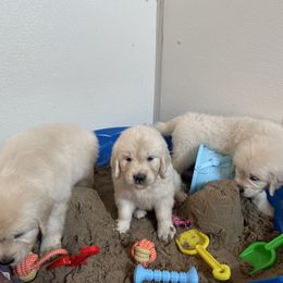 Puppy - Golden Retriever puppy in Linden, Michigan from High Society Farm